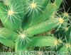 Trichodiadema densum - Dlakasti živi kamenček