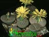 Lithops schwantesii v. urikosensis-Rjavomrežasti živi kamenček