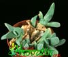 Gibbaeum heathii-Sivozeleni gibbaeum