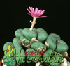 Conophytum pearsonii-Pikčasti konofitum