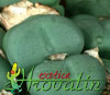 Conophytum pearsonii - Pikčasti konofitum