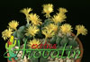 Conophytum meyeri-Rdečeprogasti konofitum