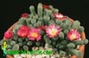 Frithia pulchra-Krasna fritija