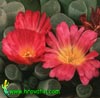 Frithia pulchra - Krasna fritija