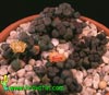 Aloinopsis schooneesii-Okrastocvetni aloinopsis