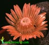Aloinopsis schooneesii - Okrastocvetni aloinopsis
