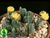 Conophytum bilobum-