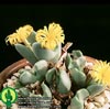 Conophytum sp.-