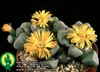 Lapidaria margaretae-Lapidarija