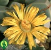 Lapidaria margaretae - Lapidarija