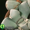 Lapidaria margaretae - Lapidarija