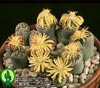 Lithops dorotheae-