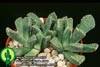 Aloinopsis lodewykii-