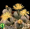 Dinteranthus wilmotianus-Drobni dinterantus
