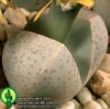 Dinteranthus wilmotianus - Drobni dinterantus
