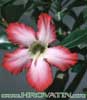 Adenium obesum - Puščavska roža