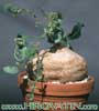 Raphionacme procumbens-Rafionakma