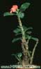 Pachypodium baronii - Baronijev pahipodijum