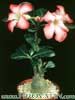Adenium obesum-Puščavska roža