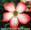 Adenium obesum - Puščavska roža