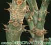 Pachypodium baronii - Baronijev pahipodijum