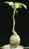 Uncarina leptocarpa- 