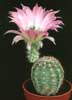 Echinocereus chisoensis-Stebričasti pajkovec