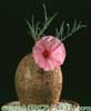 Ipomoea bolusiana- 