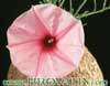 Ipomoea bolusiana -  