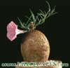 Ipomoea bolusiana -  