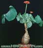 Jatropha podagrica-Rdečecvetna jatrofa