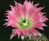 Echinocereus chisoensis - Stebričasti pajkovec
