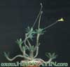 Pachypodium horombense-Horombeški pahipodij