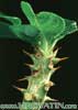 Pachypodium baronii - Baronijev pahipodijum