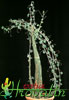 Adenia glauca-Zeleno-siva adenija