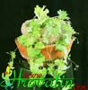 Ibervillea sonorensis-