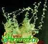 Adenia sp.-