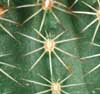 Echinocereus chisoensis - Stebričasti pajkovec