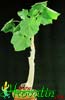 Uncarina grandidieri-