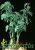 Adenia spinosa - Bodeča adenija