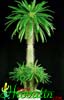 Pachypodium lamerei-Madagaskar palma, Lamerejev pahipodij