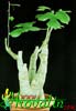 Adenia aculeata-bodičasta adenija