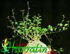 Gerrardanthus macrorhizus-