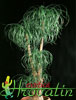 Beaucarnea recurvata-Slonova noga