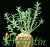 Pachypodium succulentum-Drobnolistni pahipodijum