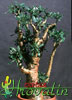 Cotyledon paniculata-Drevesasti kotiledon