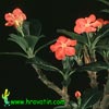 Pachypodium baronii - Baronijev pahipodijum