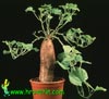 Ipomoea batatas-Sladki krompir