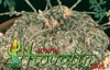 Zygosicyos tripartitus-Zigosicios