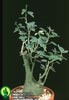Adenia spinosa-Bodeča adenija